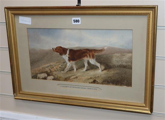Victorian School, watercolour, A favourite Setter of Major General Thomas John, 20 x 40cm